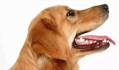 狗狗被傳染犬瘟多久會(huì)發(fā)病