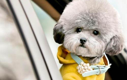 如何讓泰迪狗獨自在家不叫