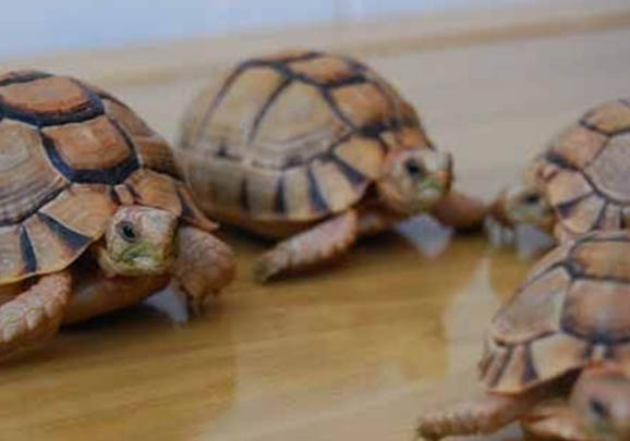 埃及神仙魚(yú)混養(yǎng)注意事項(xiàng)