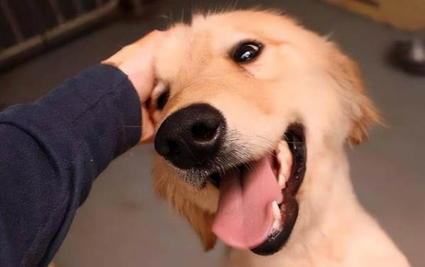 狗狗懷孕十五天的癥狀有哪些