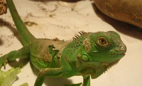 綠鬣蜥 吃什么