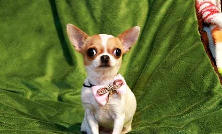 吉娃娃也可以留長毛嗎