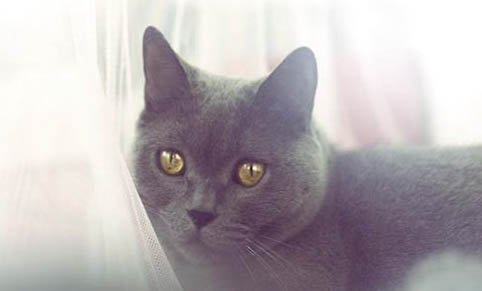 千萬別養(yǎng)英國(guó)短毛貓的原因是什么