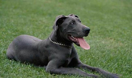 大丹犬介紹 大丹犬外貌特征