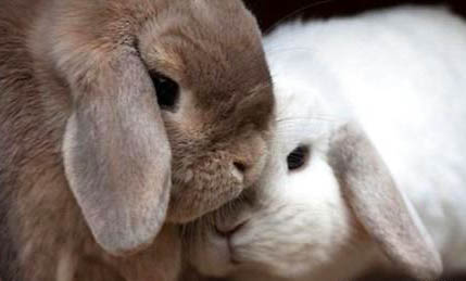 寵物兔可以洗澡嗎?