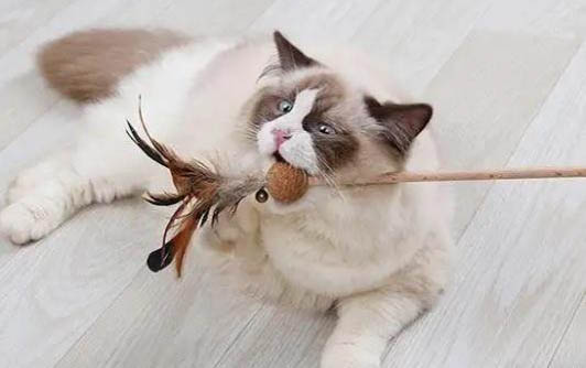 貓咪應激反應不吃不喝咋辦