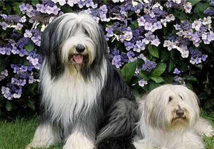 選購英國古代牧羊犬時要注意什么
