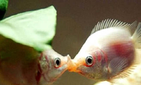 公母接吻魚能混養嗎