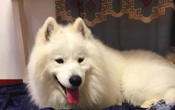 三個月的狗狗得了細小能治好嗎會傳染嗎