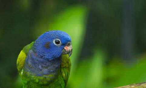 鸚鵡魚產卵前有什么預兆