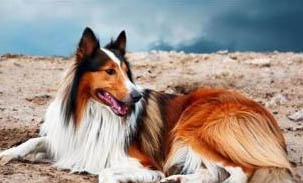 關于蘇格蘭牧羊犬你了解多少?