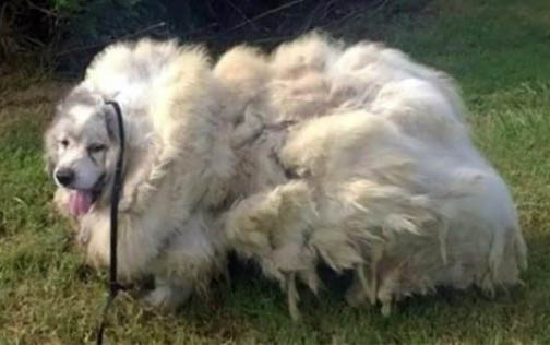 如何修剪狗狗腳毛