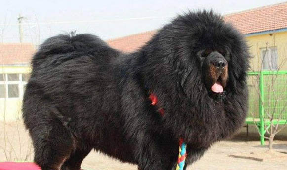 狗狗冬天掉毛嚴重是什么原因