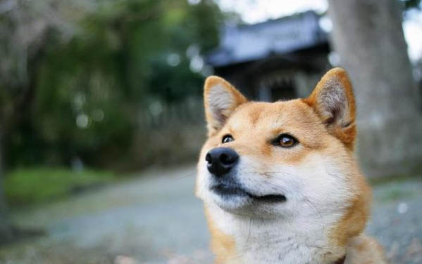 狗狗身體有蛔蟲有哪些癥狀