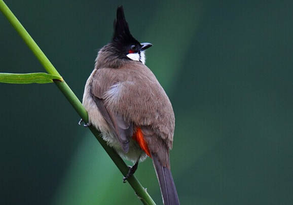 紅耳鵯怎么分辨雌雄