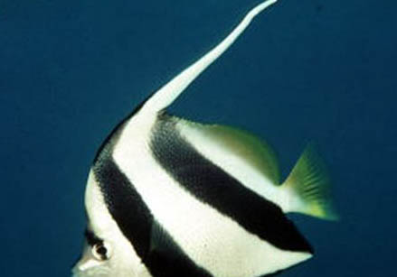 養金魚能用自來水嗎