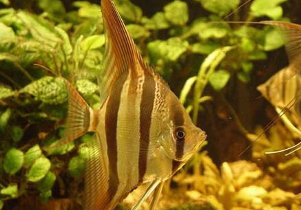 埃及神仙魚的五大飼養(yǎng)要點(diǎn)