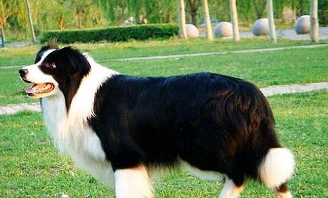 哪里有賣邊境牧羊犬