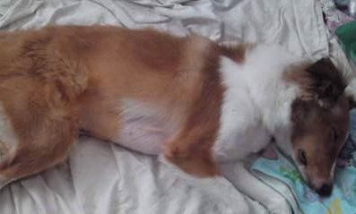 狗狗月經會有哪些癥狀