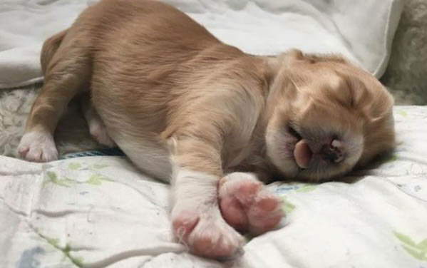 小狗能吃猴桃嗎