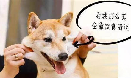 小狗狗為什么老吃石頭呢