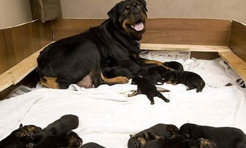 如何判斷母犬懷孕了