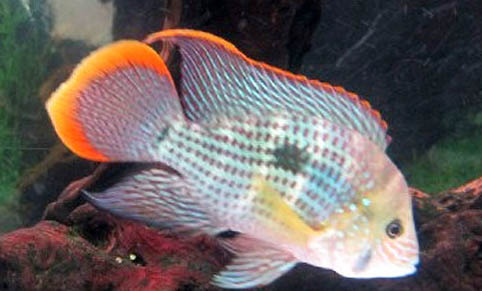 哪些原因導致魚類死亡