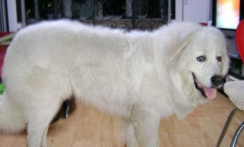 大白熊犬的壽命一般是多久