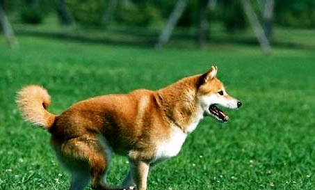柴犬掉毛厲害的原因及處理方法