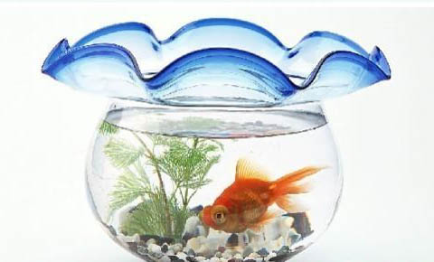 觀賞魚拒食的原因及處理方法