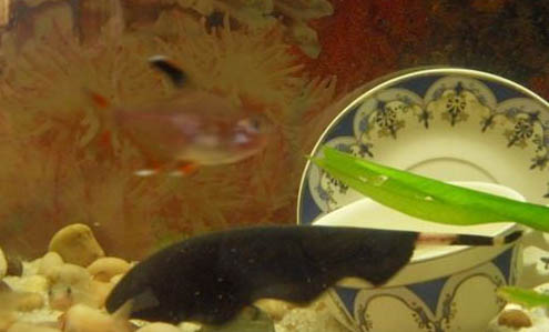 黑魔鬼魚怎么養