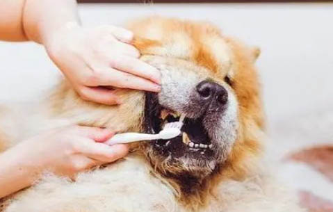 狗狗不親近主人需要多久才能恢復