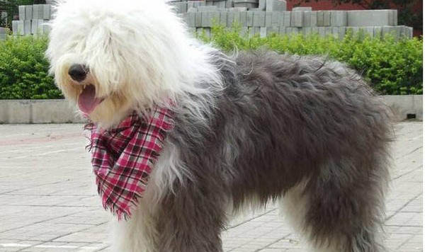 中亞牧羊犬一般能活多久
