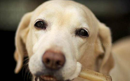 幼犬幾個月換成犬糧
