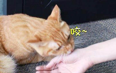如何飼養(yǎng)新生小貓