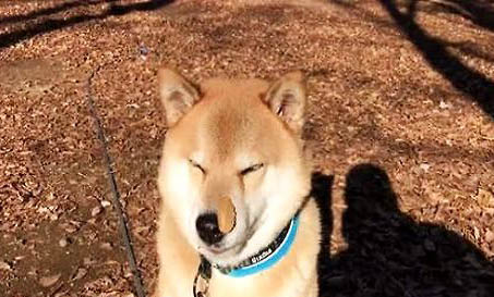 日本柴犬狗糧怎么選