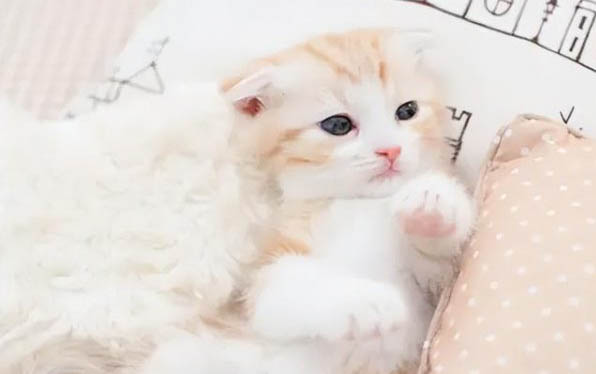 貓咪為什么會在廁所里叫