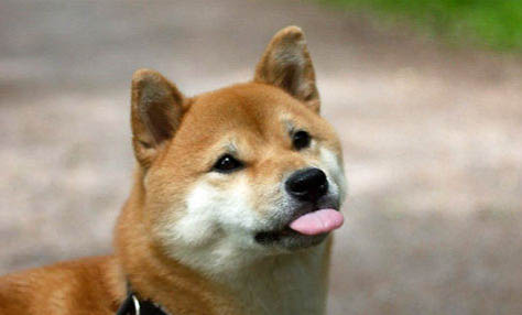 柴犬是日本的嗎