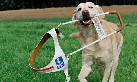 如何檢測狗狗得了細小或犬瘟