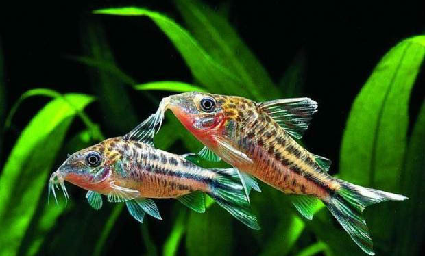 錦鯉魚糧哪個牌子的好