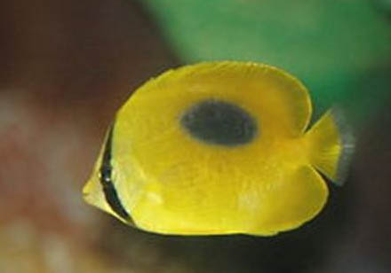 繡蝴蝶魚的飼養環境