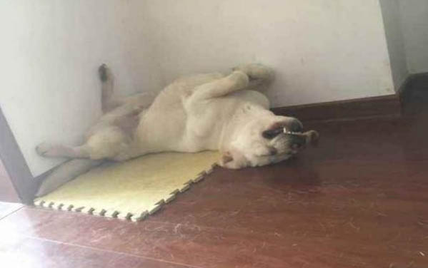 拉布拉多能喝牛奶嗎
