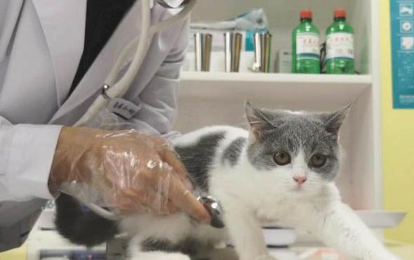 剛出生幾天的小貓奄奄一息了怎么辦