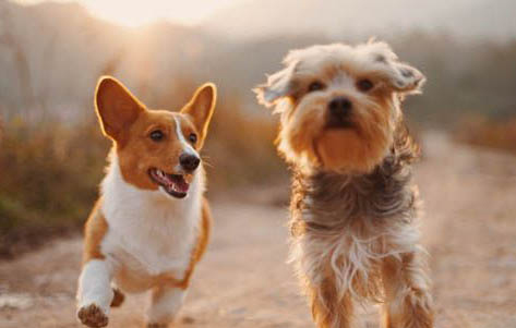 電影忠犬八公是什么狗啊?