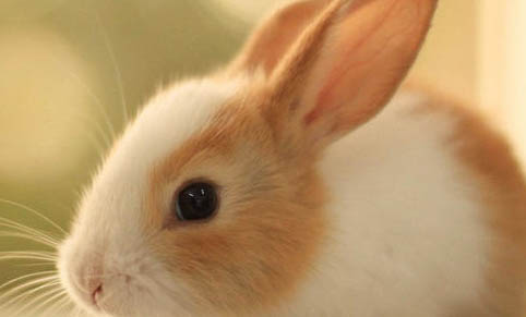 肉兔子可以吃嗎