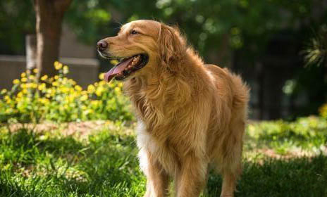 犬科為什么打不過貓科？