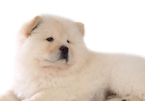 一個月松獅犬如何喂養(yǎng)