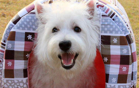 室外狗窩保暖制作方法