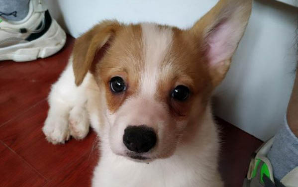 幼犬打了它會記仇嗎?幼犬為什么老是睡覺?