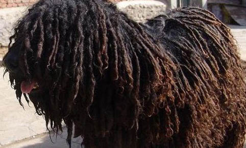 紐波利頓犬性格怎么樣啊